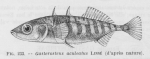 Poll (1947, fig. 233) Poll (1947, fig. 233)