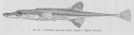 Poll (1947, fig. 235) Poll (1947, fig. 235)