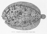 Poll (1947, fig. 245) Poll (1947, fig. 245)