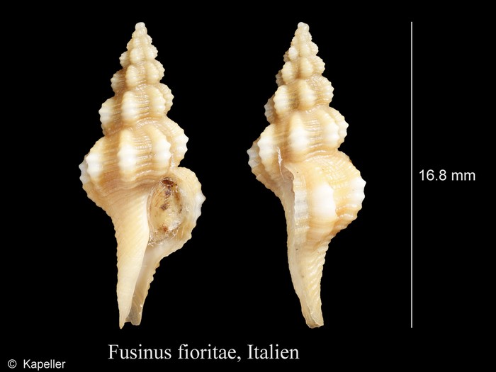 Fusinus fioritae