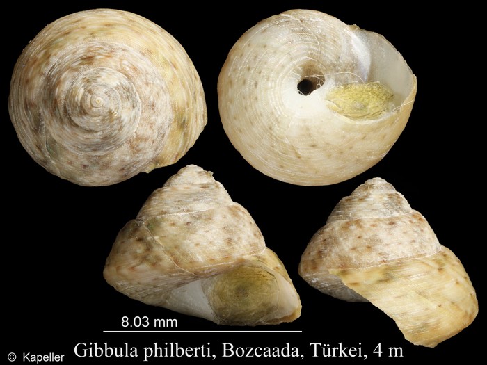 Gibbula philberti