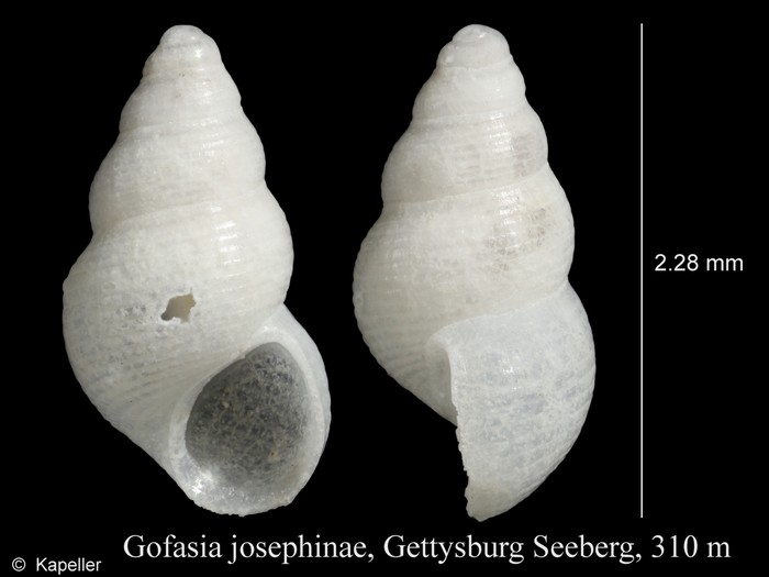 Gofasia josephinae