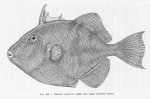 Poll (1947, fig. 259) Poll (1947, fig. 259)