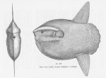 Tetraodontiformes