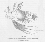 Poll (1947, fig. 264) Poll (1947, fig. 264)