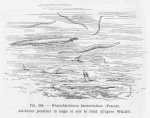 Cephalochordata