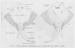 Poll (1947, fig. 049) Poll (1947, fig. 049)