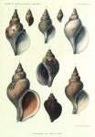 Dautzenberg & Fischer (1912, pl. 01) Dautzenberg & Fischer (1912, pl. 01)