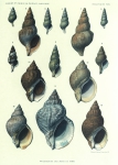 Dautzenberg & Fischer (1912, pl. 04) Dautzenberg & Fischer (1912, pl. 04)