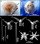 Holotype MSNG 47153