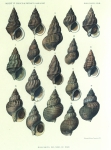 Dautzenberg & Fischer (1912, pl. 07) Dautzenberg & Fischer (1912, pl. 07)