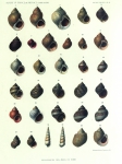 Dautzenberg & Fischer (1912, pl. 10) Dautzenberg & Fischer (1912, pl. 10)