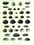 Dautzenberg, Ph.; Fischer, H. (1912). Mollusques provenant des campagnes de l'Hirondelle et de la Princesse-Alice dans les Mers du Nord. Résultats des Campagnes Scientifiques Accomplies sur son Yacht par Albert Ier Prince Souverain Dautzenberg, Ph.; Fischer, H. (1912). Mollusques provenant des campagnes de l'Hirondelle et de la Princesse-Alice dans les Mers du Nord. Résultats des Campagnes Scientifiques Accomplies sur son Yacht par Albert Ier Prince Souverain