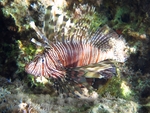 Pterois miles