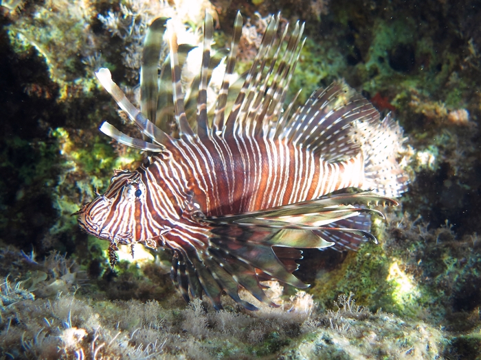 Pterois miles