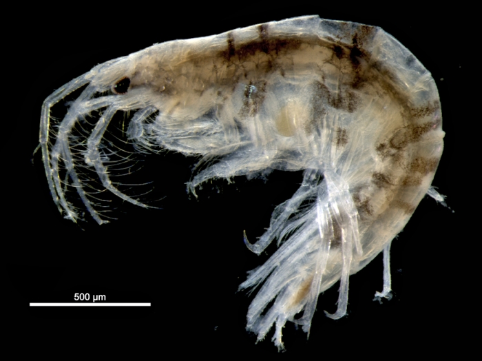 Latigammaropsis togoensis