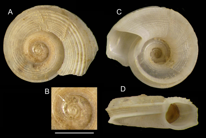 Circulus aemilii Rubio & Gofas, 2024, holotype from Alboran platform /diameter 4.5 mm)