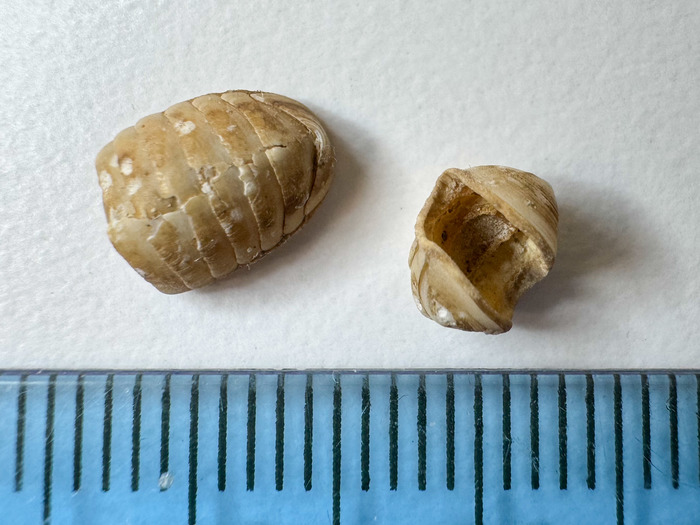 Leptochiton arcticus - pair