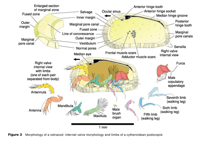 Ostracoda - "Morphology of a ostracod: internal valve morphology and limbs of a cytheroidean podocopid" (Horne, 2005)