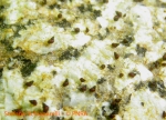 Laevilitorina antarctica