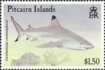Carcharhinus melanopterus