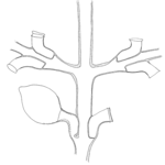 Synthecium flabellum, part of stem and bases of branches, one gonotheca arising from hydrotheca