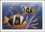 Amphiprion bicinctus