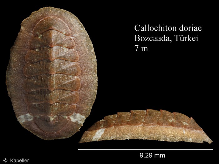 Callochiton doriae