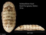 Ischnochiton rissoi