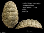 Lepidochitona caprearum