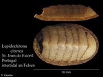 Lepidochitona cinerea