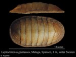 Leptochiton algesirensis