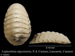 Leptochiton algesirensis