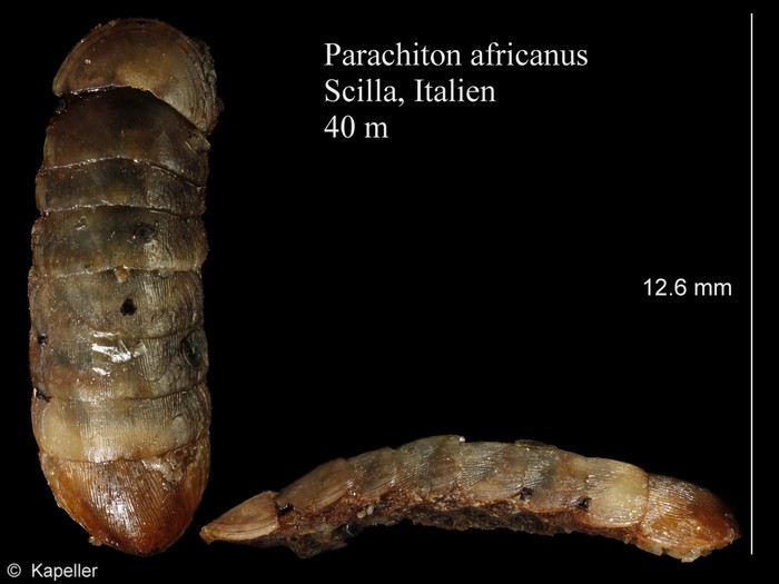 Parachiton africanus