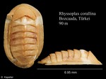 Rhyssoplax corallina