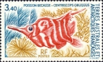 Centriscops obliquus