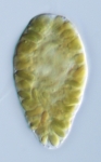 Chattonella subsalsa 