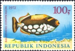 Balistoides conspicillum