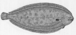 Platvissen