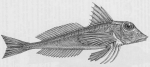 Schorpioenvissen