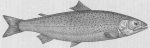 Zalmachtigen