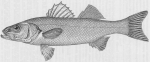 Baarsachtigen