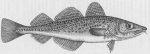 Kabeljauwachtigen