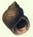 Slakken