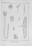 Van Beneden (1850, pl. 02) Van Beneden (1850, pl. 02)