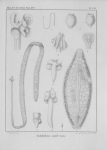 Van Beneden (1850, pl. 07) Van Beneden (1850, pl. 07)