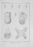 Van Beneden (1850, pl. 08) Van Beneden (1850, pl. 08)