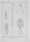 Van Beneden (1850, pl. 10) Van Beneden (1850, pl. 10)