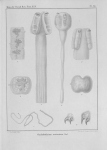 Van Beneden (1850, pl. 11) Van Beneden (1850, pl. 11)