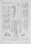 Van Beneden (1850, pl. 13) Van Beneden (1850, pl. 13)